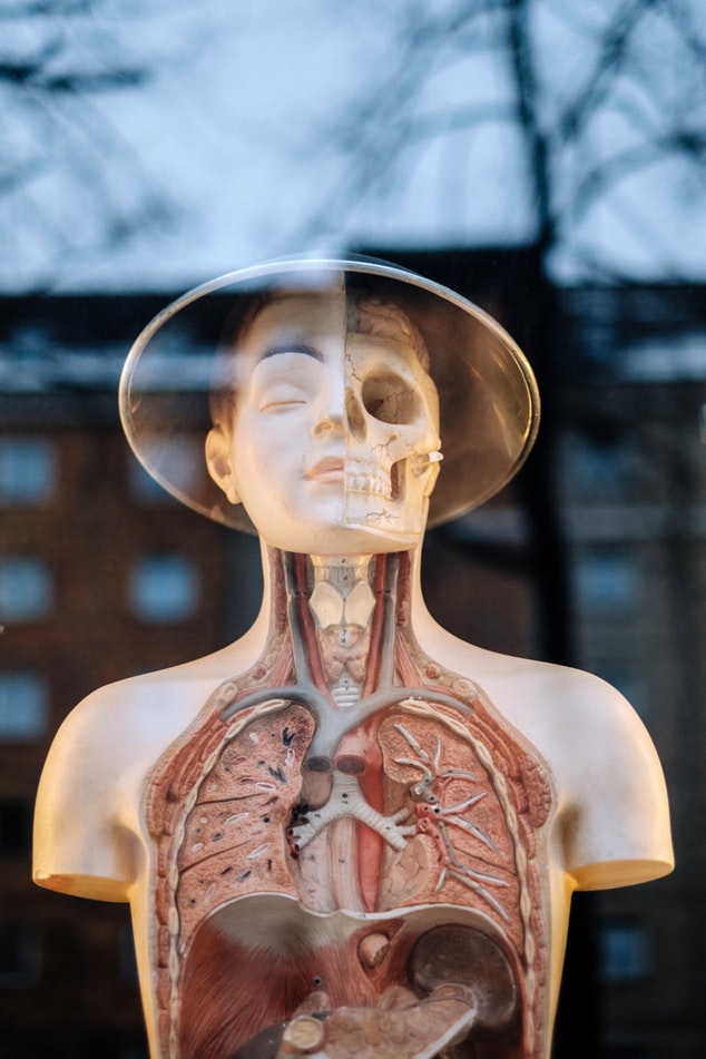 Internal anatomy of a human (model)